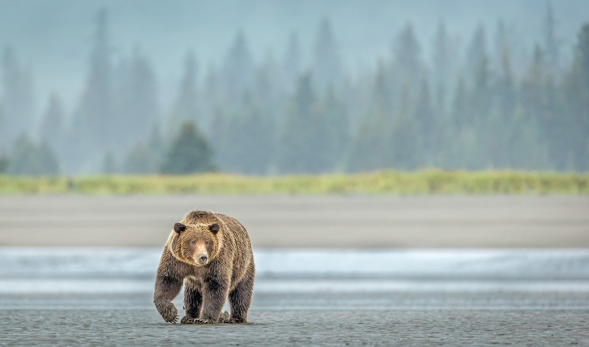 A lonely bear walking